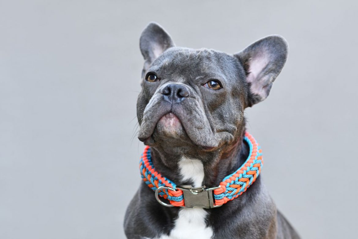 Comment trouver le collier adapté à votre chien ?